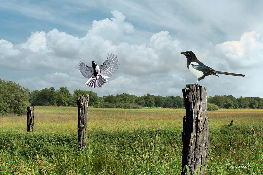 American Magpies Digital Art by M Spadecaller
