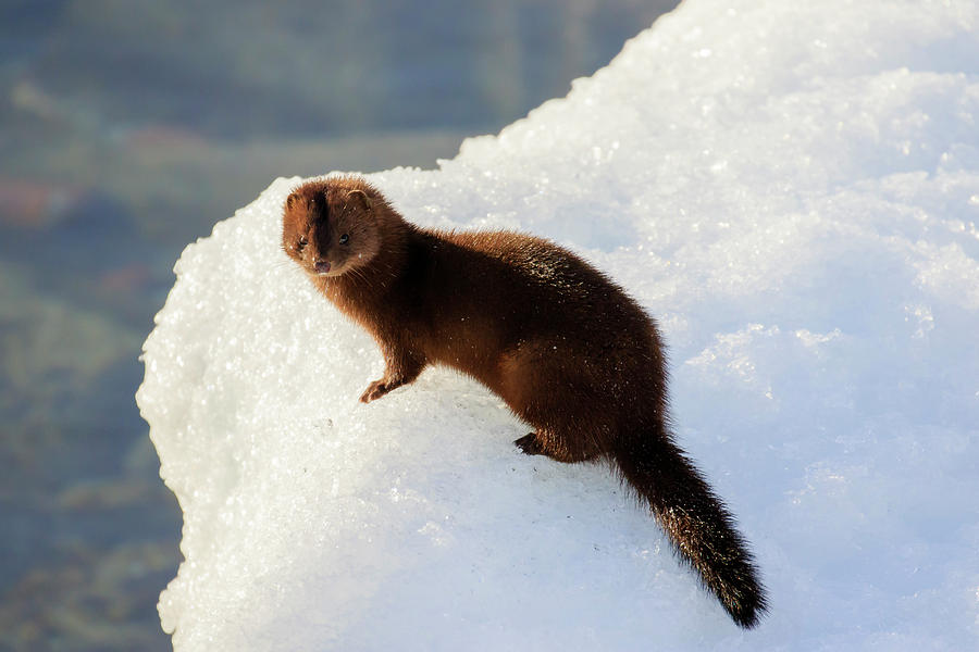 American Mink 2 Photograph by Gary Hall