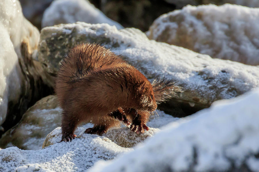 American Mink 3 Photograph by Gary Hall