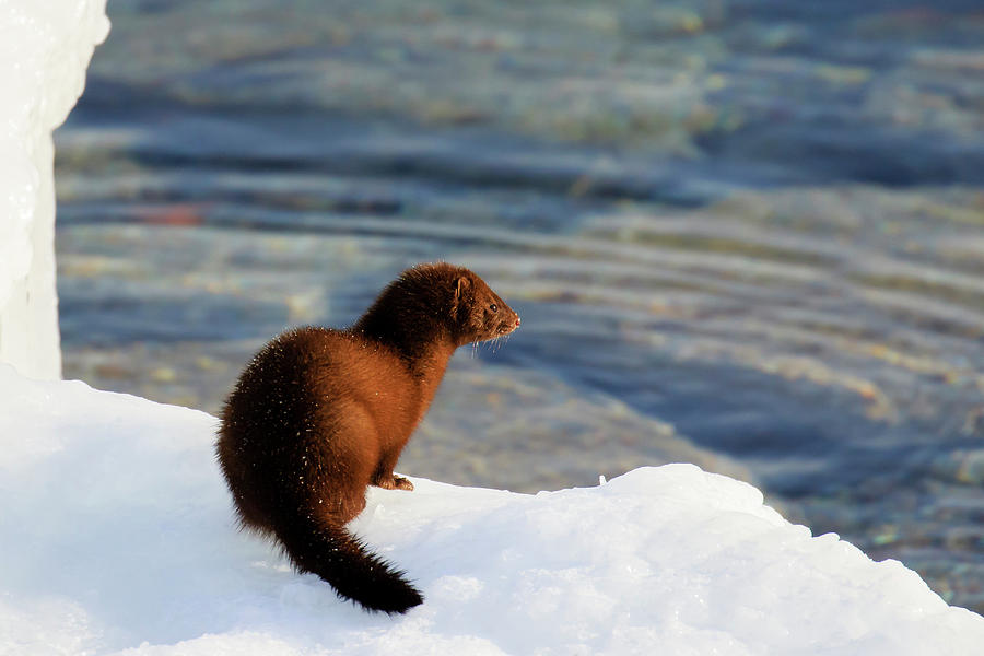 American Mink Photograph by Gary Hall