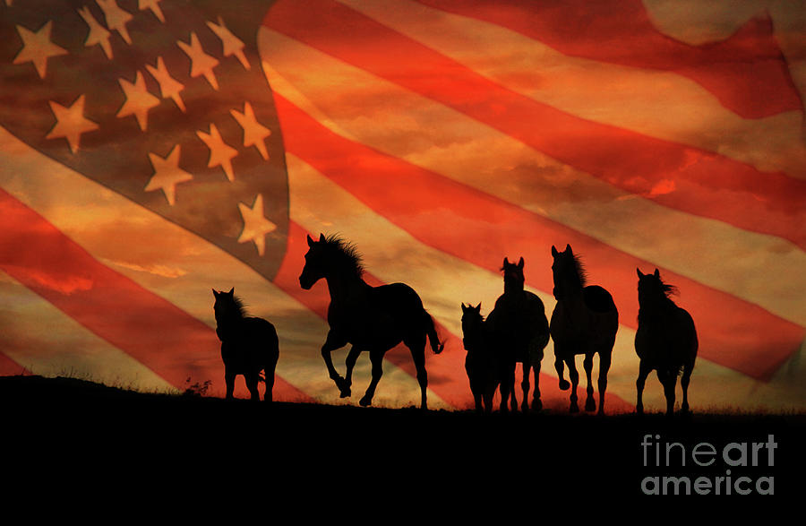 American Mustangs Photograph by Stephanie Laird