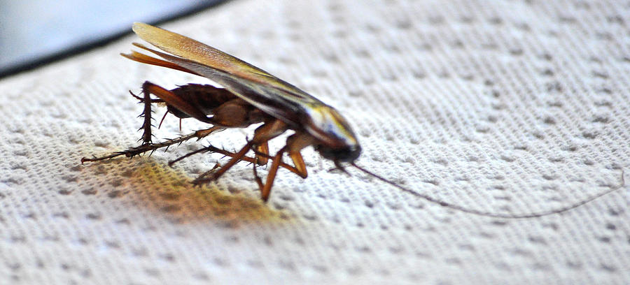 American Or Palmetto Roach Photograph by Jay Milo