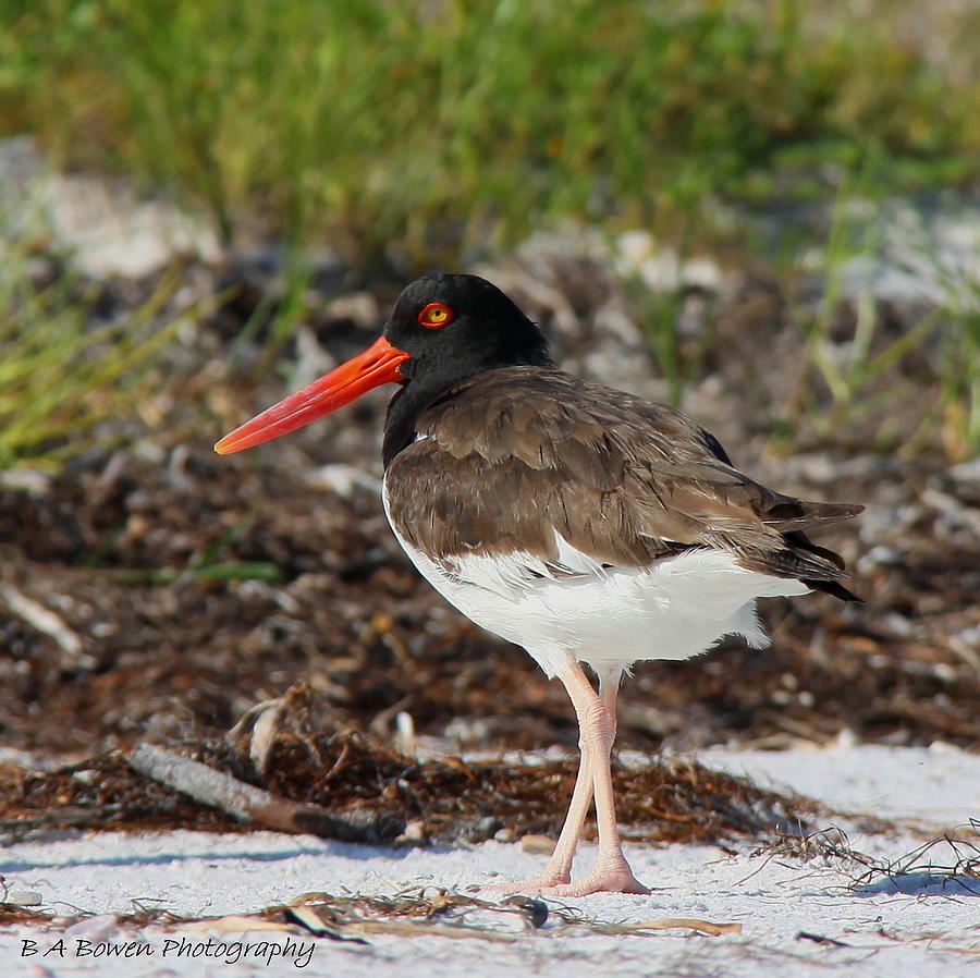 American Oyster Catcher Photograph by Barbara Bowen