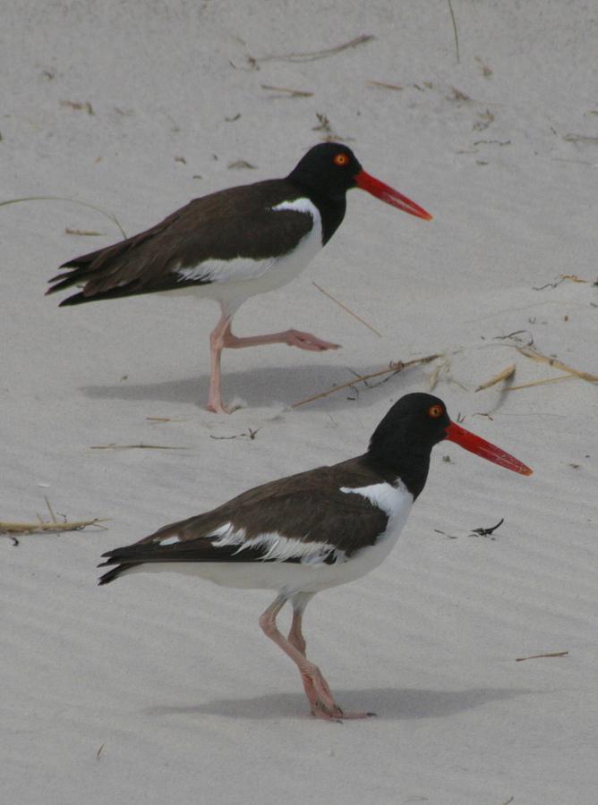 American Oyster Catchers Photograph by Christopher J Kirby