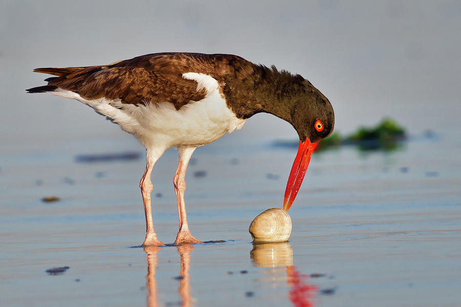 American Oystercatcher and Clam Photograph by Jerry Fornarotto