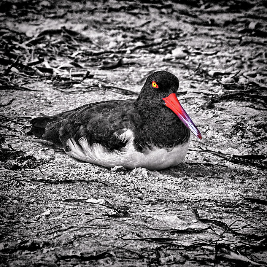 American Oystercatcher by Andrew Chianese American Oystercatcher by Andrew Chianese