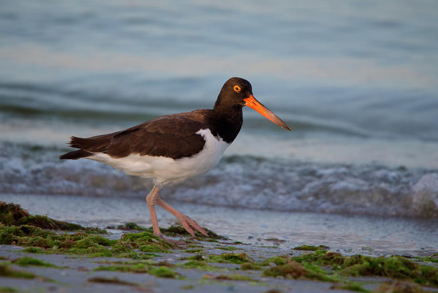 American Oystercatcher at Sunset Photograph by Artful Imagery