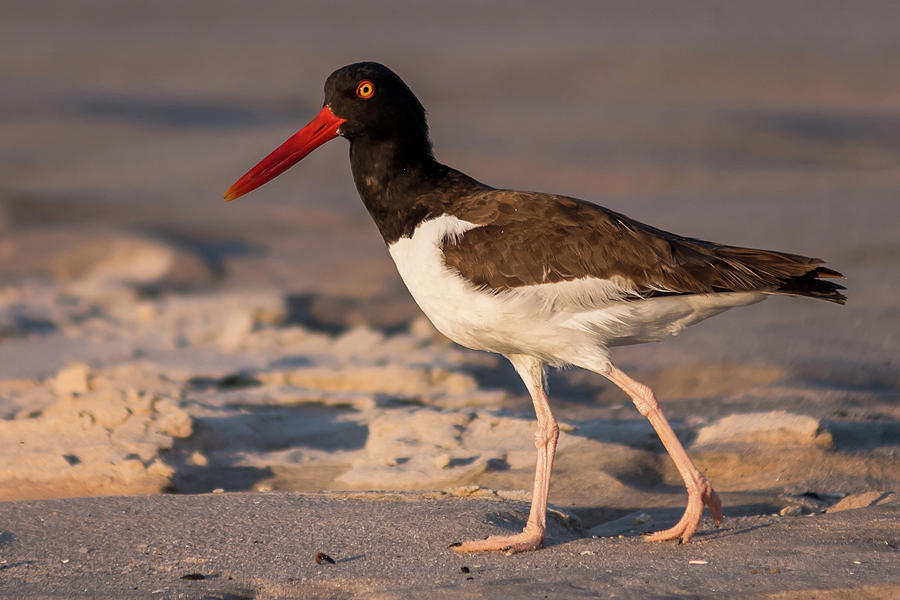 American Oystercatcher At The Jersey Shore Photograph by Terry DeLuco
