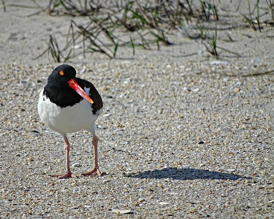American Oystercatcher Photograph by Dark Whimsy