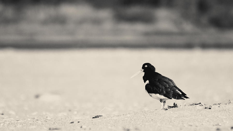 2015 Photograph - American Oystercatcher Bw by Nathaniel Kidd 2015 Photograph - American Oystercatcher Bw by Nathaniel Kidd