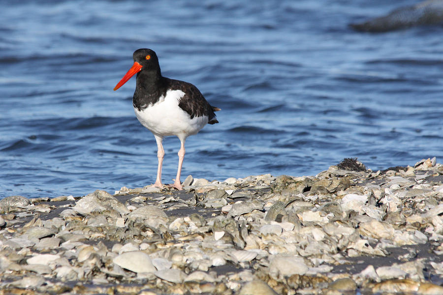 American Oystercatcher Photograph by Captain Debbie Ritter