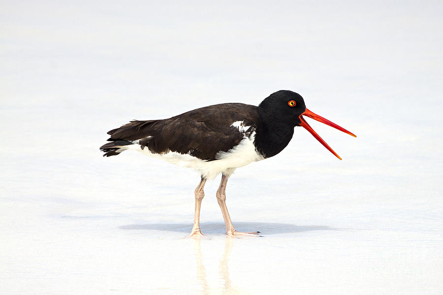 American Oystercatcher Photograph by Dave Fleetham - Printscapes