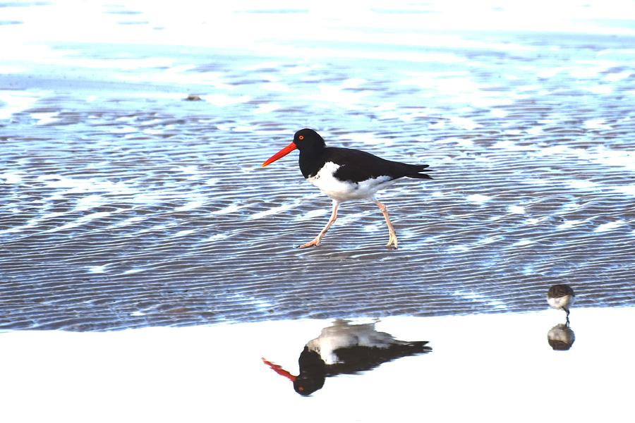 Nature Photograph - American Oystercatcher by Don Columbus