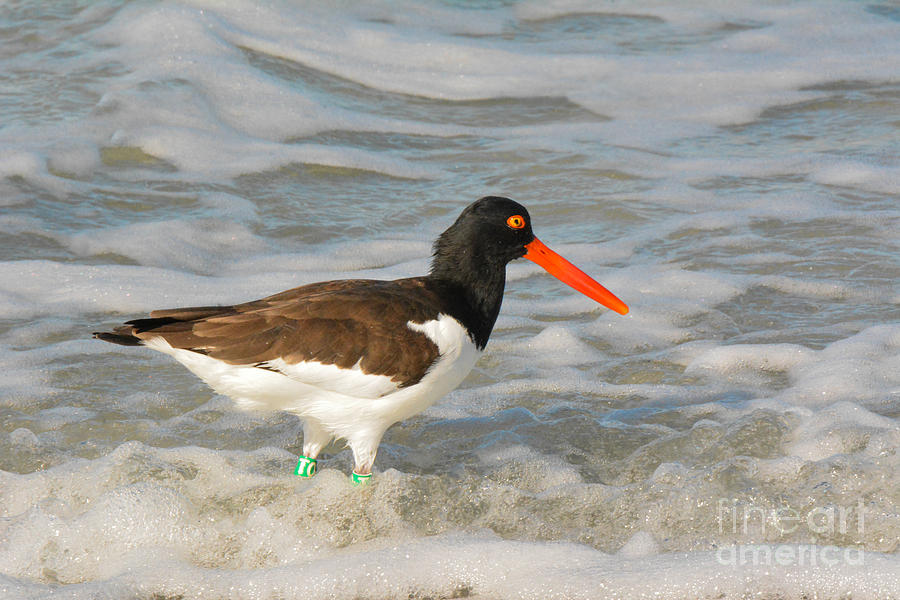 American Oystercatcher - Fort DeSoto Park Photograph by John Greco