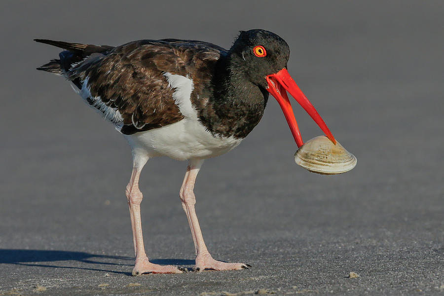 American Oystercatcher Holding Clam Photograph by Jerry Fornarotto