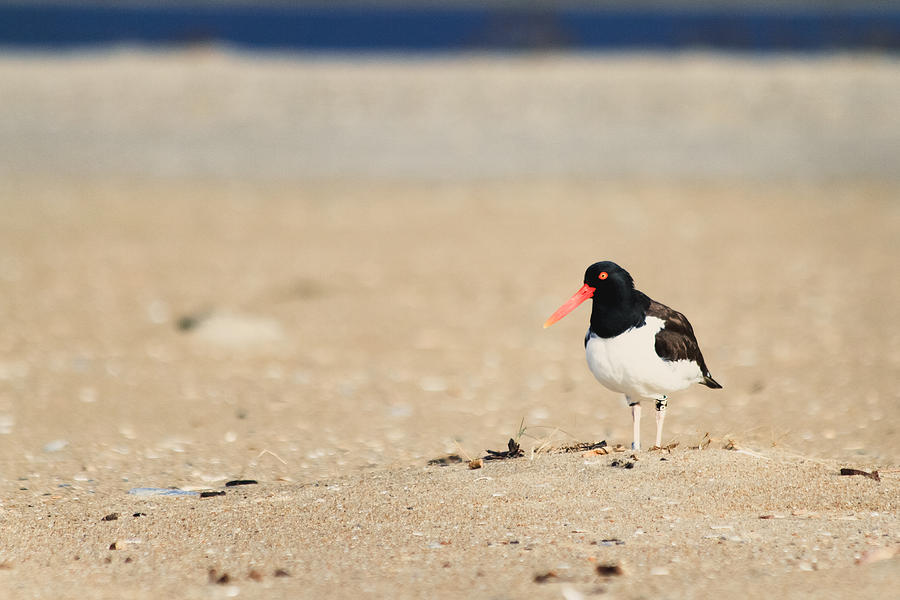 2015 Photograph - American Oystercatcher by Nathaniel Kidd 2015 Photograph - American Oystercatcher by Nathaniel Kidd