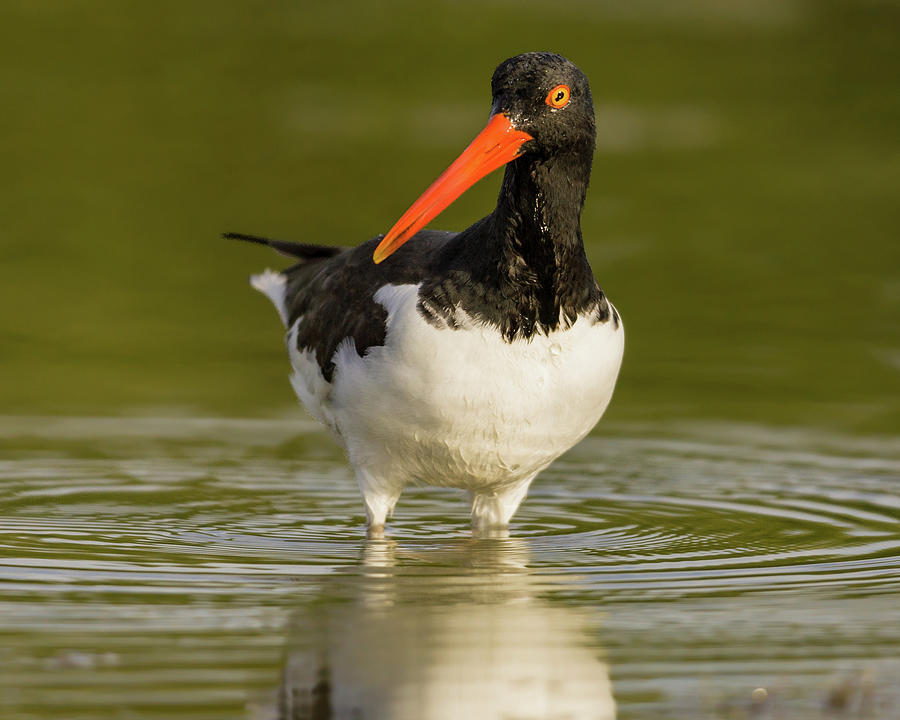 American Oystercatcher No. 1 Photograph by Jerry Fornarotto