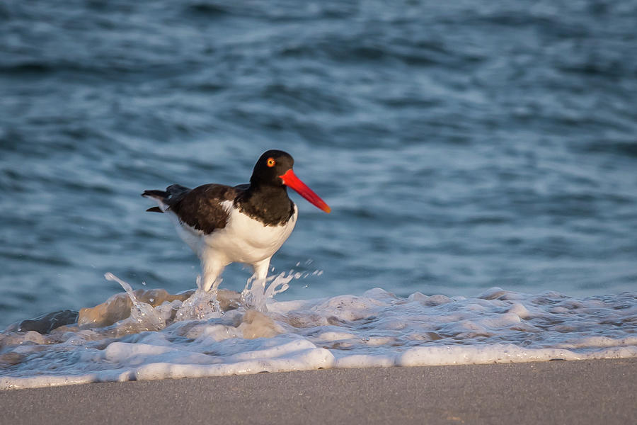 American Oystercatcher Splash Lavallette NJ Photograph by Terry DeLuco