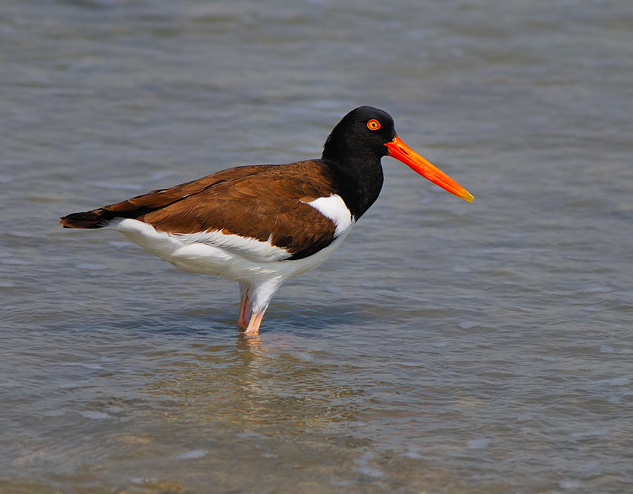 American Oystercatcher Photograph by Tony Beck