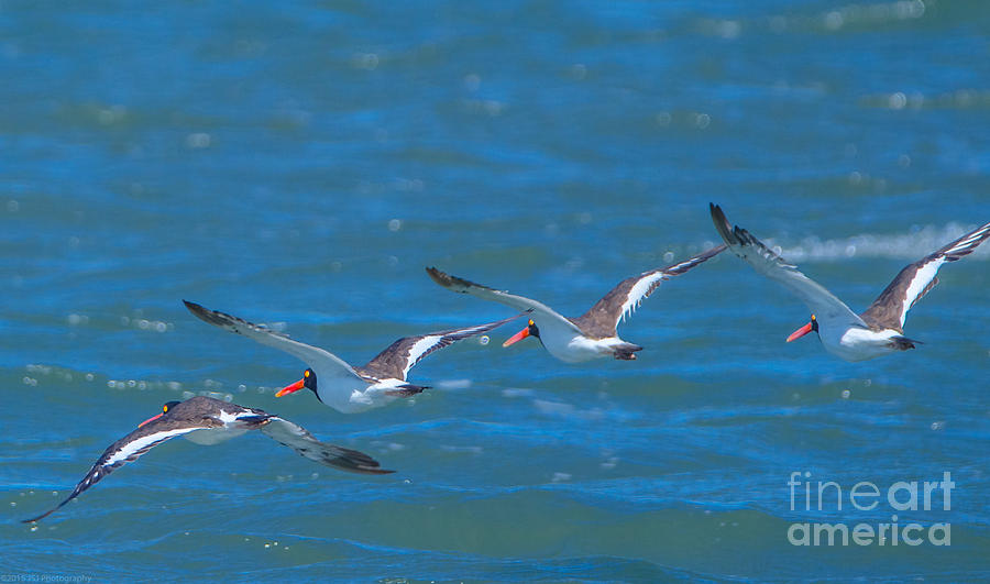American Oystercatchers in Formation Photograph by Jeff at JSJ Photography