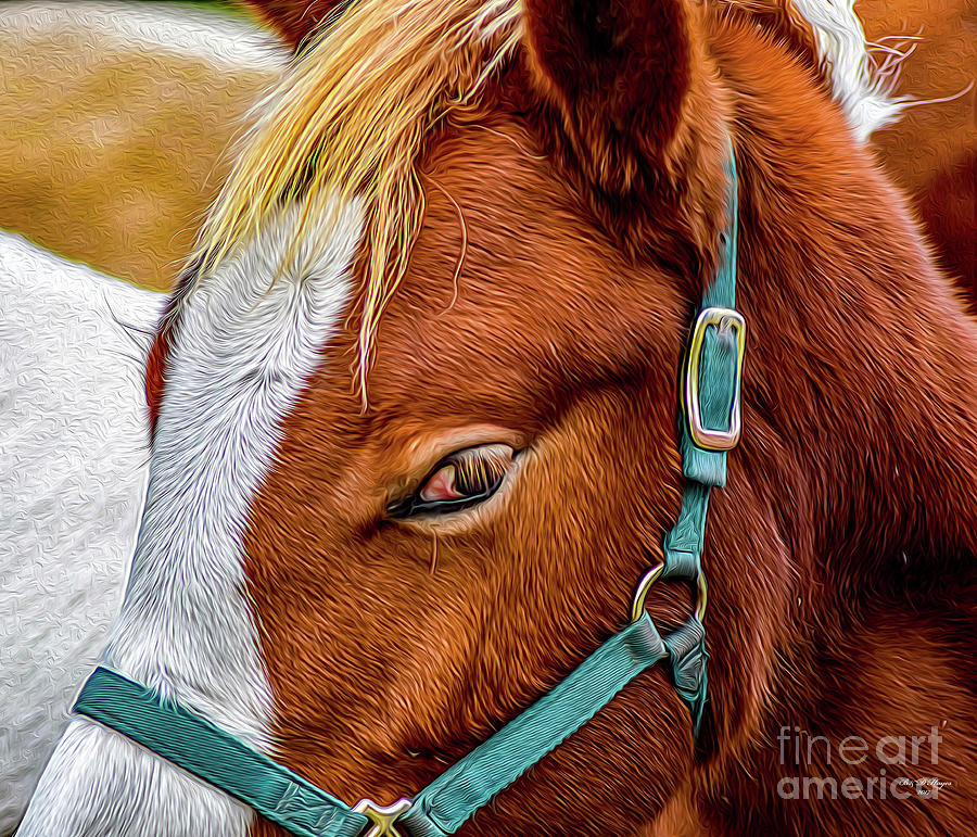 American Paint Horse Digital Art by DB Hayes