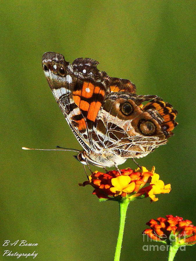 American Painted Lady Photograph