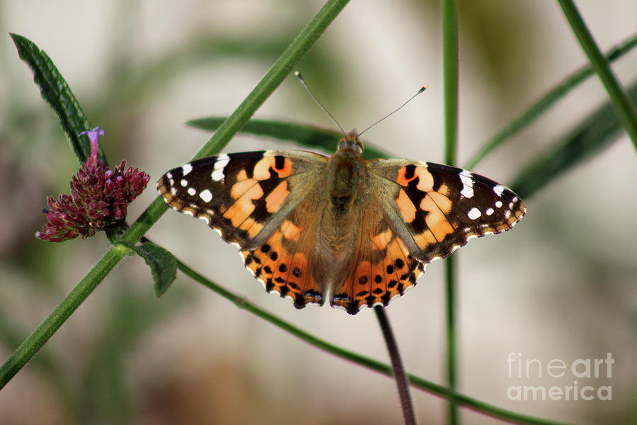 Painted Lady Butterfly #2 2016 Photograph by Karen Adams