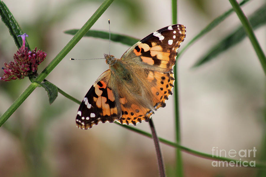 Painted Lady Butterfly 2016 Photograph by Karen Adams