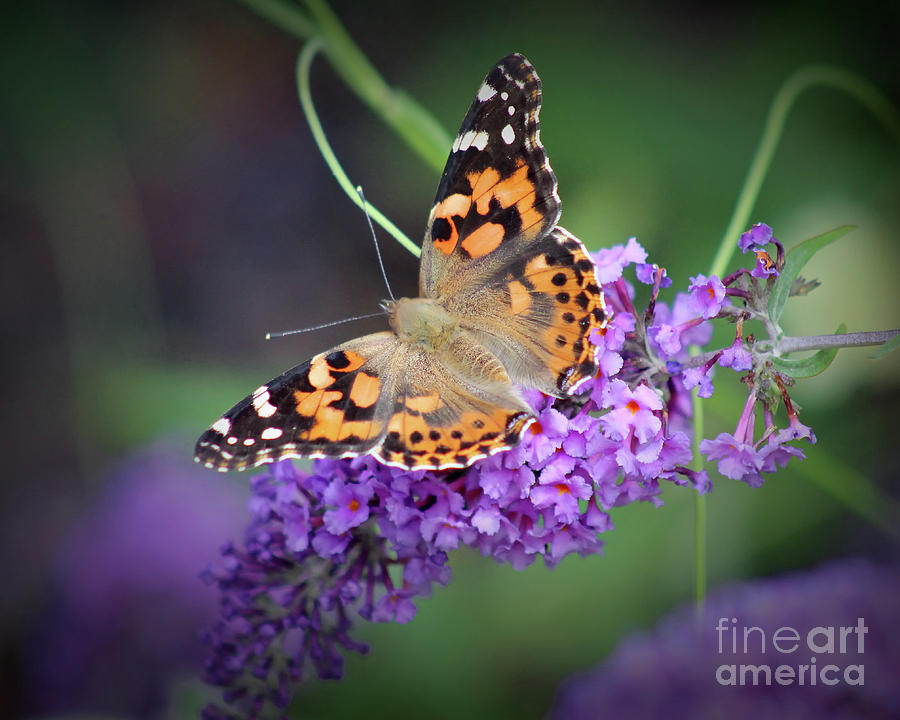 Painted Lady Butterfly 8x10 Photograph by Karen Adams