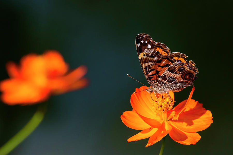 Animal Photograph - American Painted Lady Butterfly and Two Cosmos Blossoms on Dark  by Steve Samples