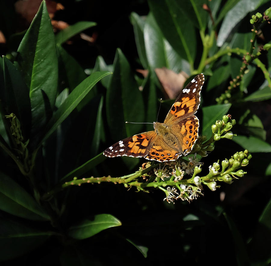 American Painted Lady butterfly beauty Photograph by Ronda Ryan