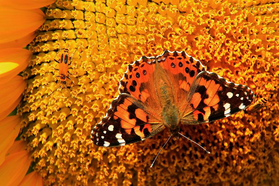American Painted Lady Butterfly Photograph by Chris Berry