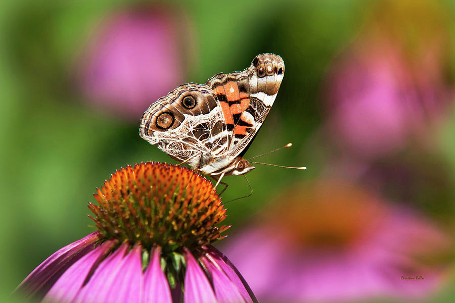 American Painted Lady Butterfly Photograph By Christina Rollo   American Painted Lady Butterfly Christina Rollo 