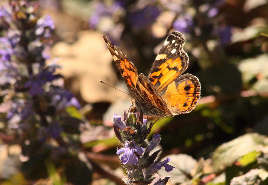 American Painted Lady Butterfly on Ajuga Photograph by Sheila Brown