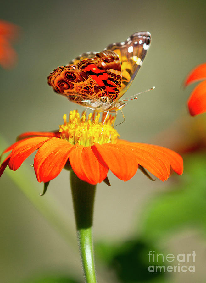 American Painted Lady I Vertical Photograph by Karen Jorstad
