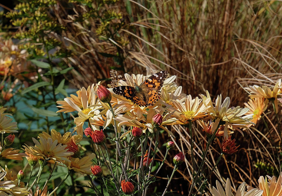 American Painted Lady in garden Photograph by Ronda Ryan
