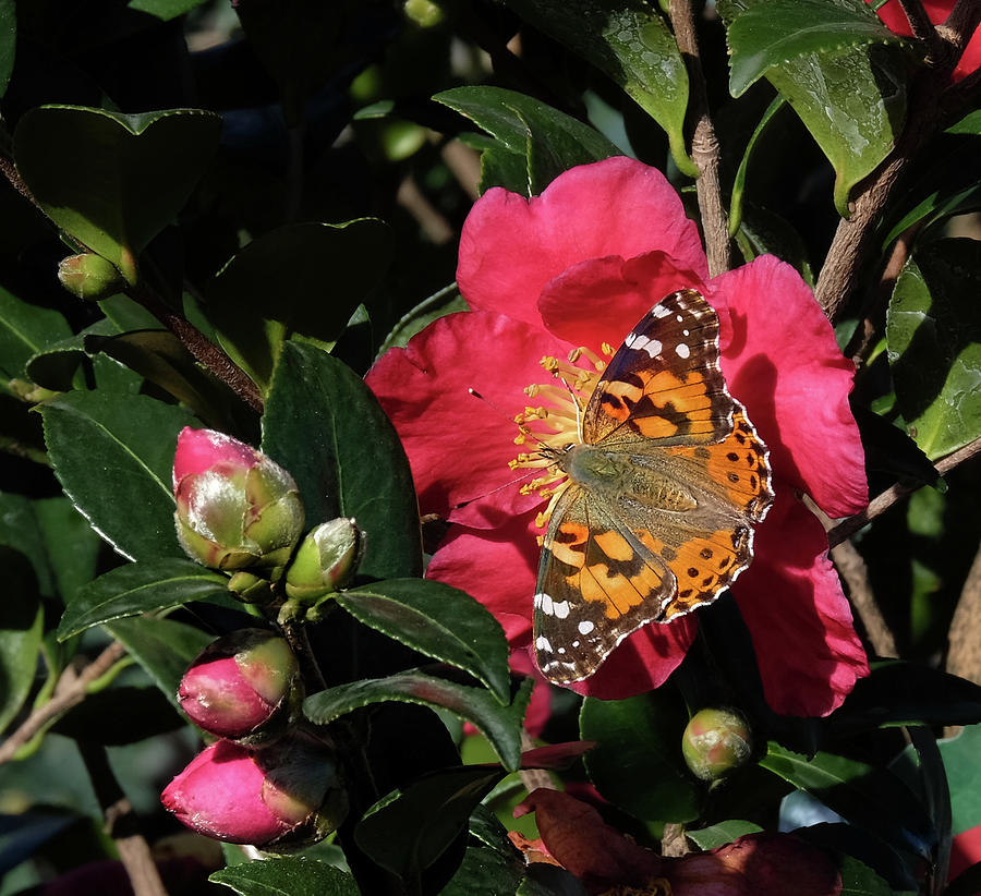 American Painted Lady on Camelia Photograph by Ronda Ryan