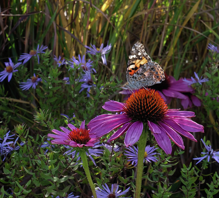American Painted Lady on cone flower Photograph by Ronda Ryan