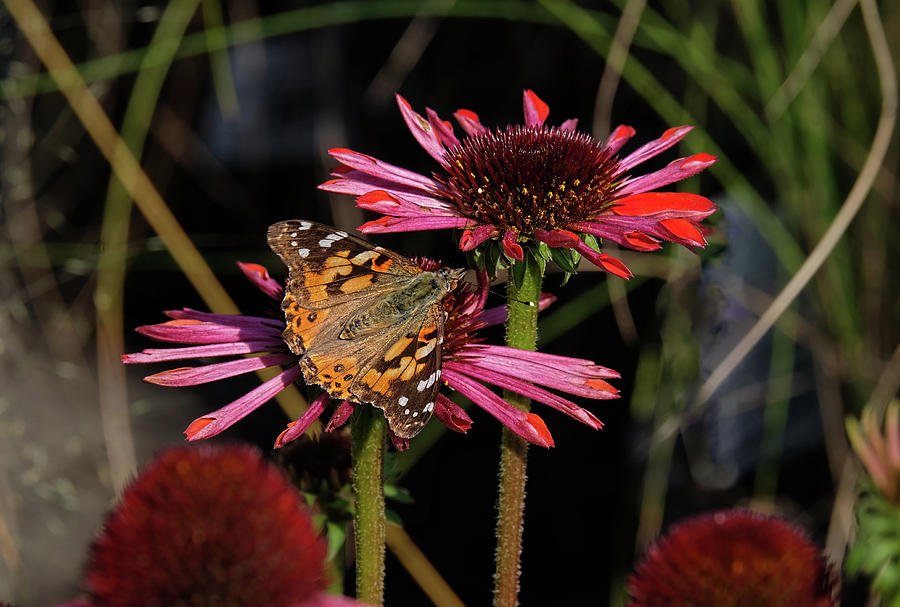 American Painted Lady on red flower Photograph by Ronda Ryan