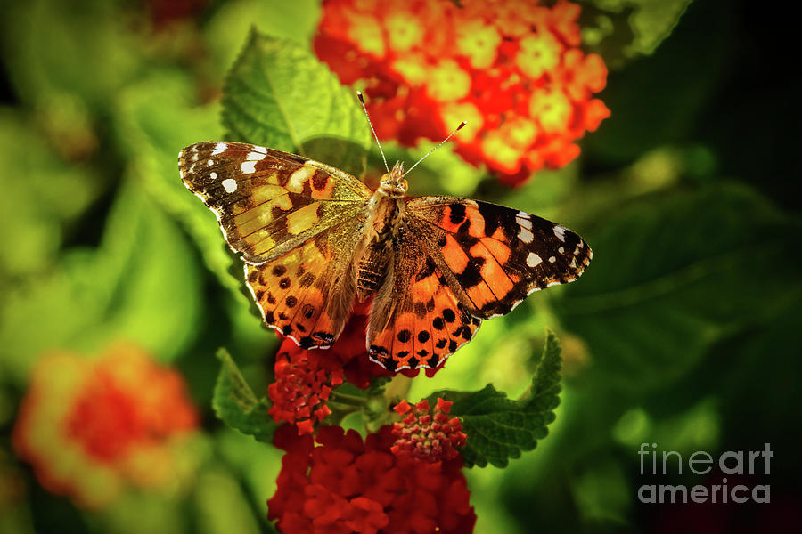 American Painted Lady Photograph by Robert Bales