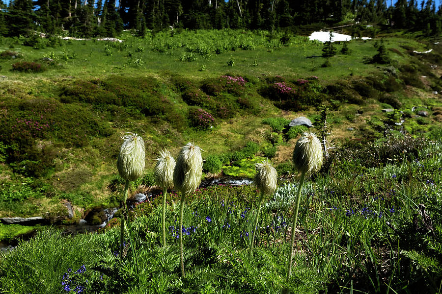 American Pasqueflowers, No. 2 Photograph by Belinda Greb
