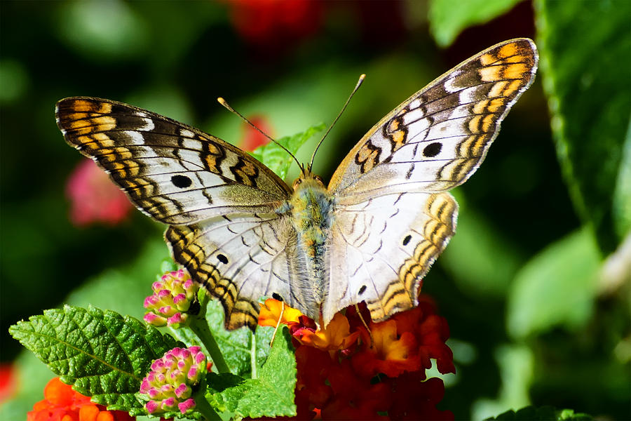 American Peacock Butterfly on Lantana Photograph by Steve Samples ...