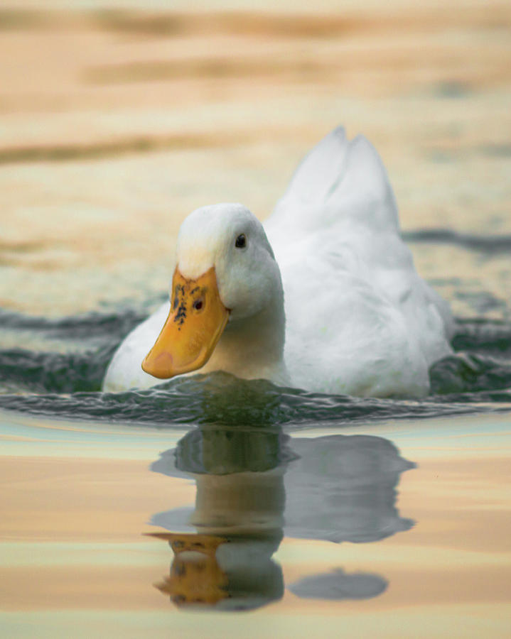 American Pekin Duck Photograph by Adam Rainoff