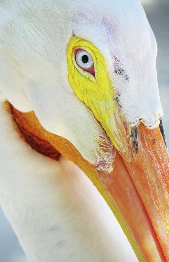 American Pelican Photograph by Stoney Lawrentz