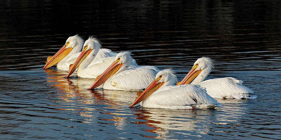 American Pelicans - 01 Photograph by Rob Graham