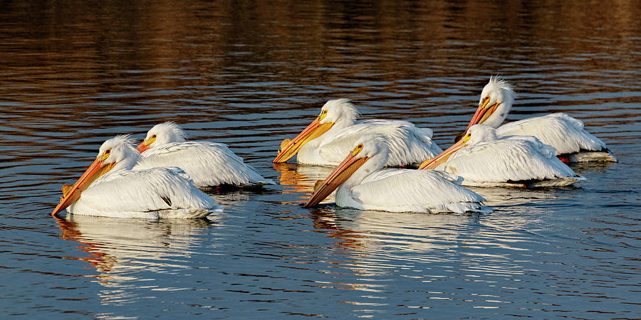 American Pelicans - 02 Photograph by Rob Graham