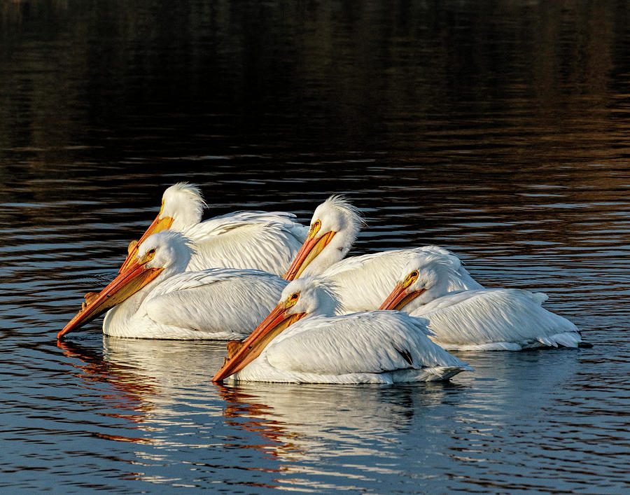 American Pelicans - 03 Photograph by Rob Graham