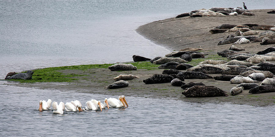 American Pelicans and Harbor Seals  Photograph by Naoki Aiba