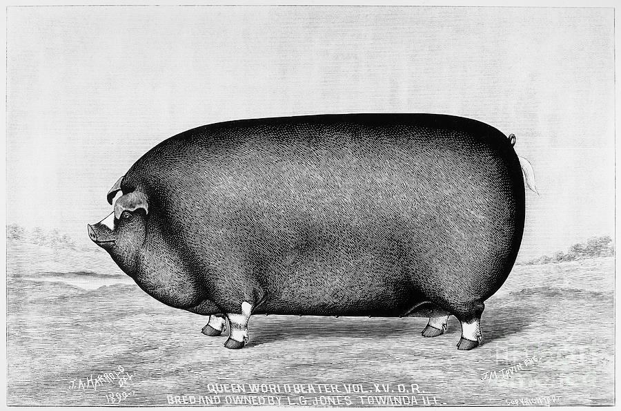 American Pig, 1890 Photograph by Granger