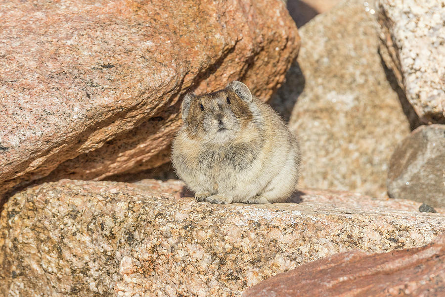 American Pika Focuses on the Camera Photograph by Tony Hake
